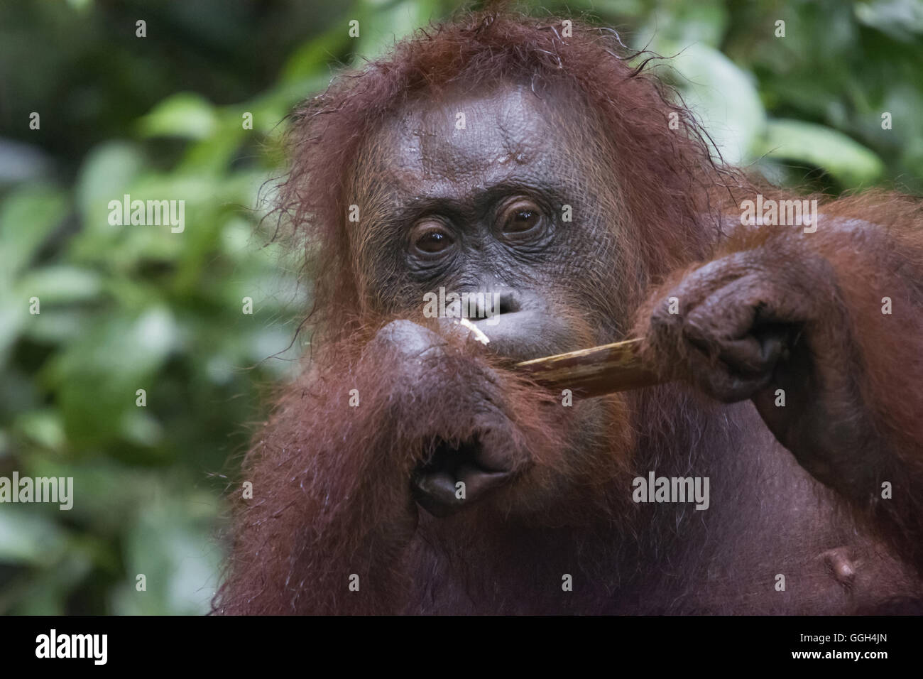 Orang-Utan, Borneo, Indonesien. Ursprünglich aus Indonesien und Malaysia, Orang Utans derzeit nur den Regenwald von Borneo finden sich in Stockfoto
