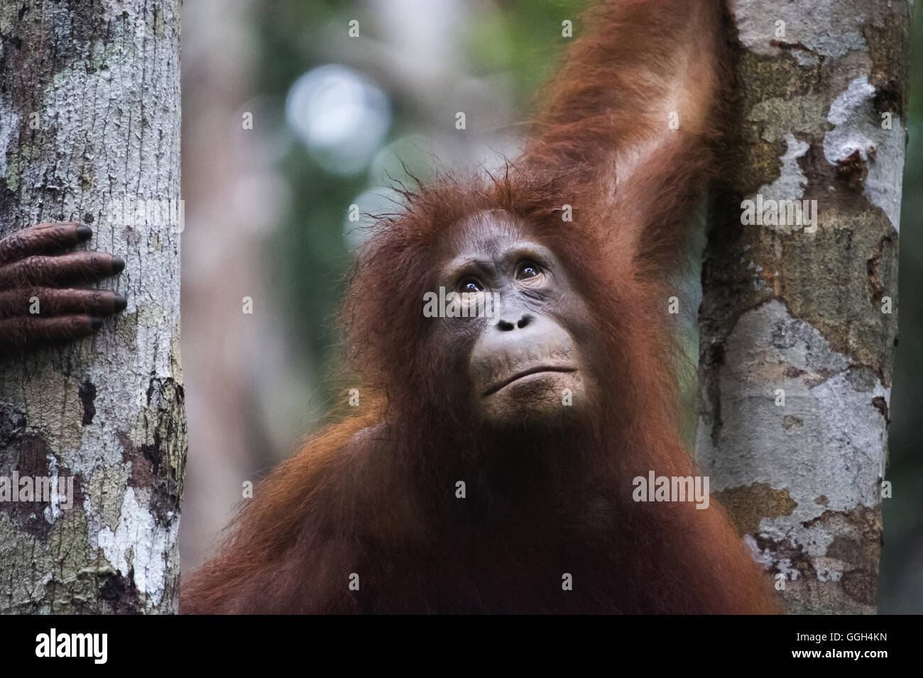 Orang-Utan, Indonesien. Ursprünglich aus Indonesien und Malaysia, Orang Utans derzeit nur den Regenwald von Borneo und Summe finden sich in Stockfoto