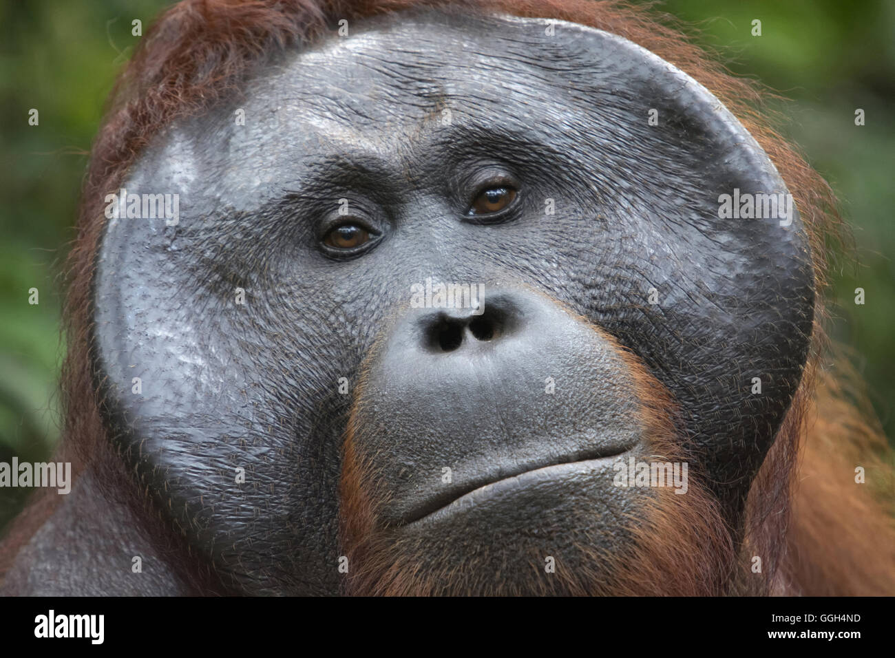 Orang-utan, Indonesien. In Indonesien und Malaysia, Orang-utans sind derzeit nur die Regenwälder von Borneo und Sumatra gefunden Stockfoto