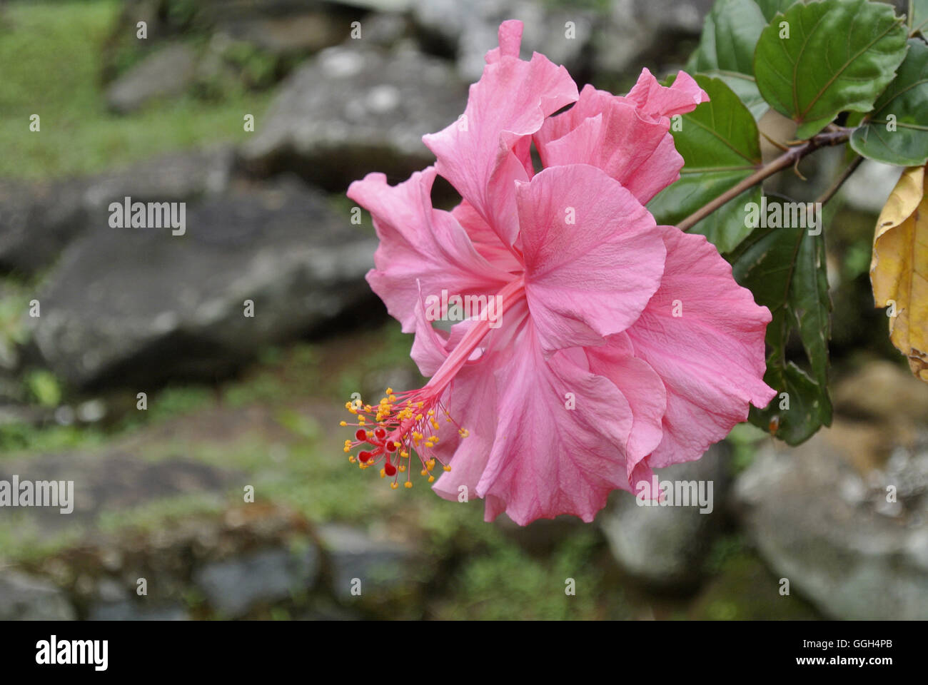 Hibiskus Blumen Malve-Familie, Malvaceae, Indonesien. Die Gattung ist recht groß, mit mehreren hundert Arten, die nativ Stockfoto