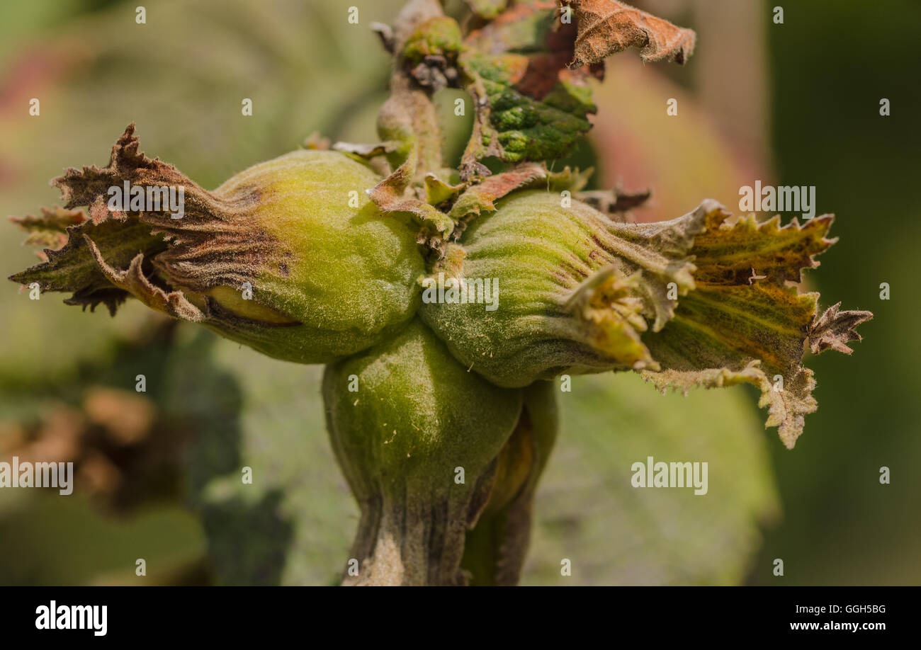 Hazel Haselnuss Baum mit Haselnüssen auf dem Ast Stockfoto