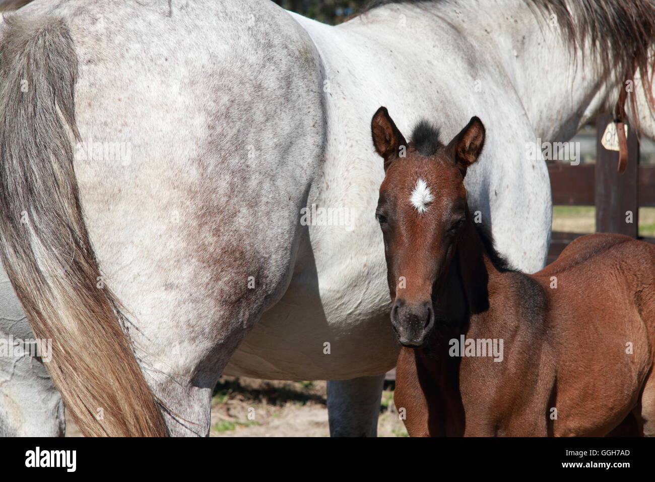 Eine Quarter Horse-Stute und ihr Junges Fohlen in Ocala, Florida. Stockfoto