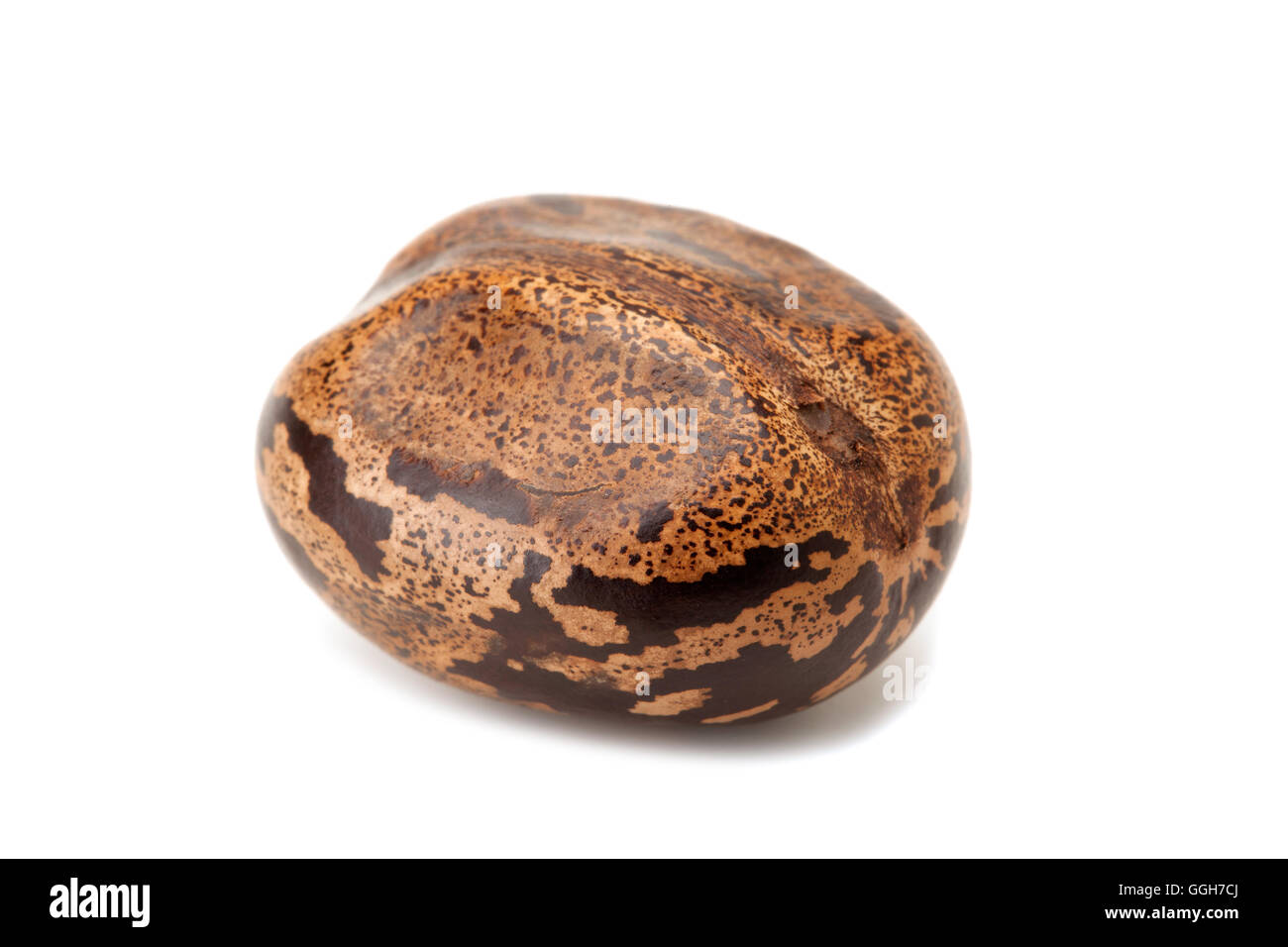 brauner Kautschuk Samen isoliert auf weißem Hintergrund Stockfoto