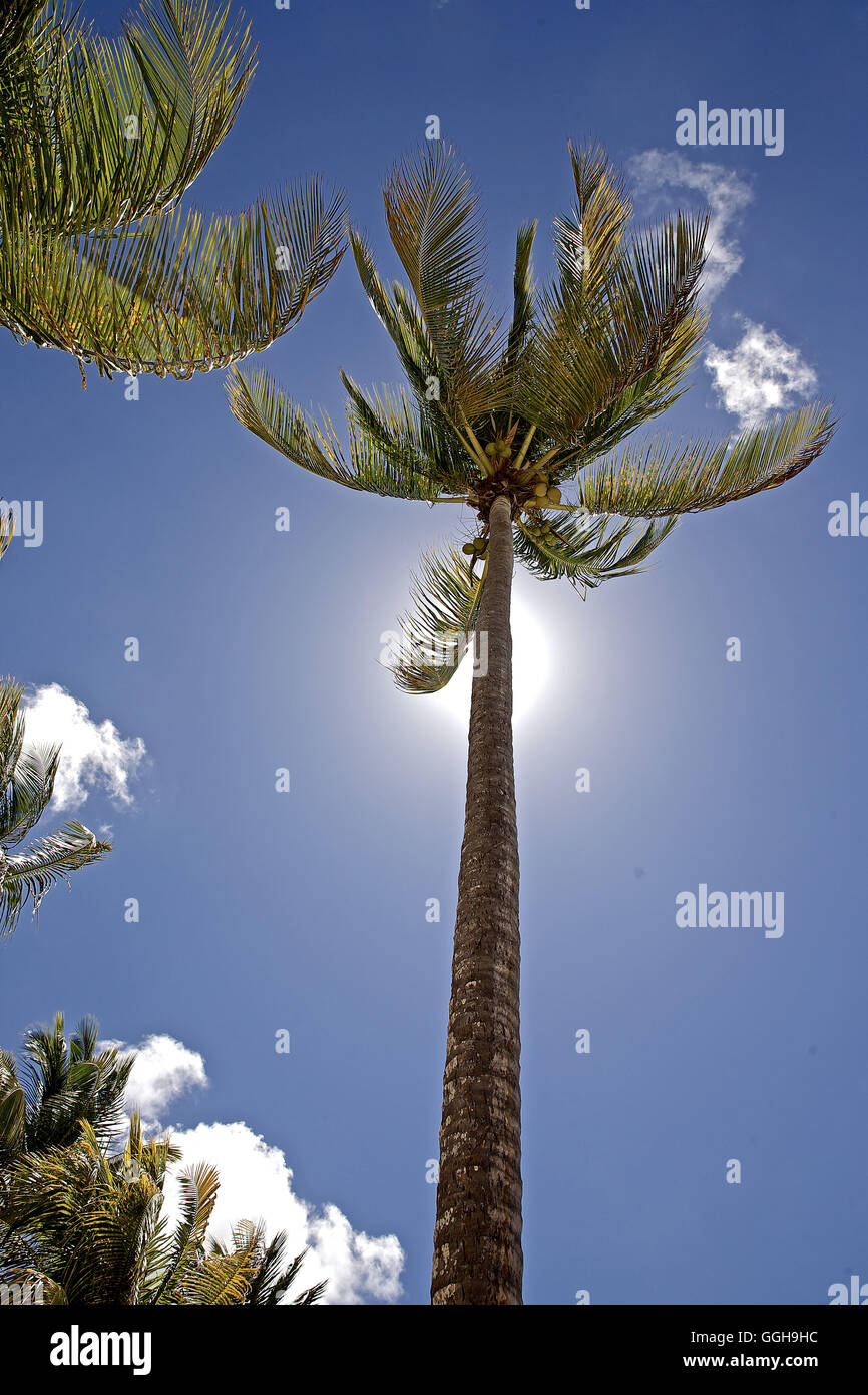 Palme am Strand, Dominica, kleine Antillen, Caribbean Stockfoto