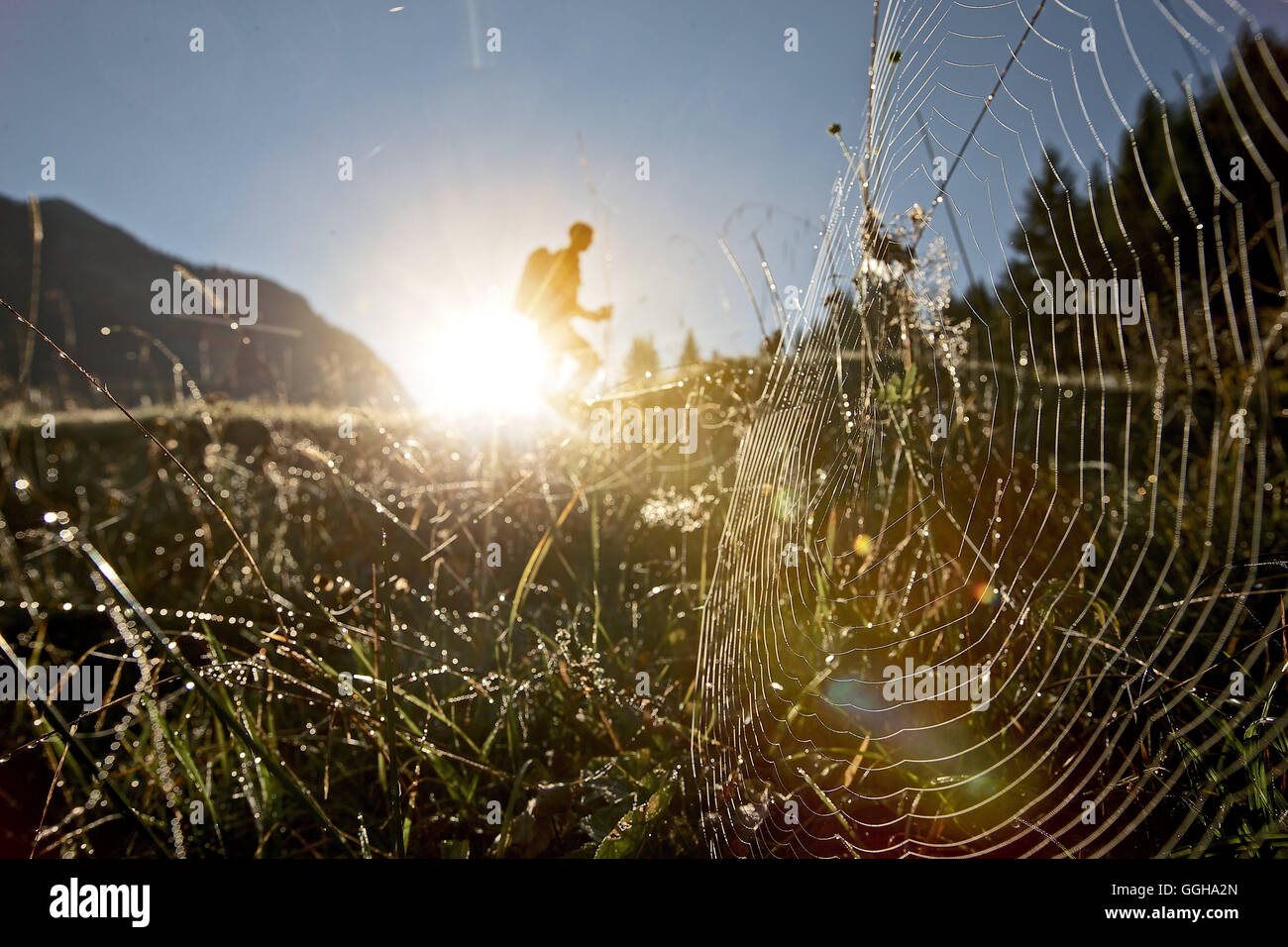 Spinnennetz auf einer Wiese vor einem männlichen Wanderer, Oberstdorf, Bayern, Deutschland Stockfoto