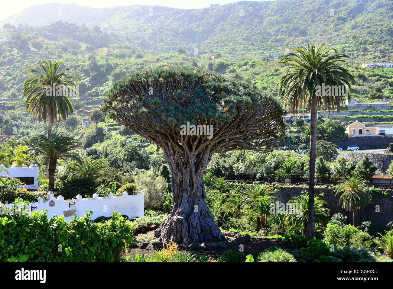 Drachenbaum Drago Milenario, Icod de Los Vinos, Teneriffa, Kanarische Inseln, Spanien Stockfoto