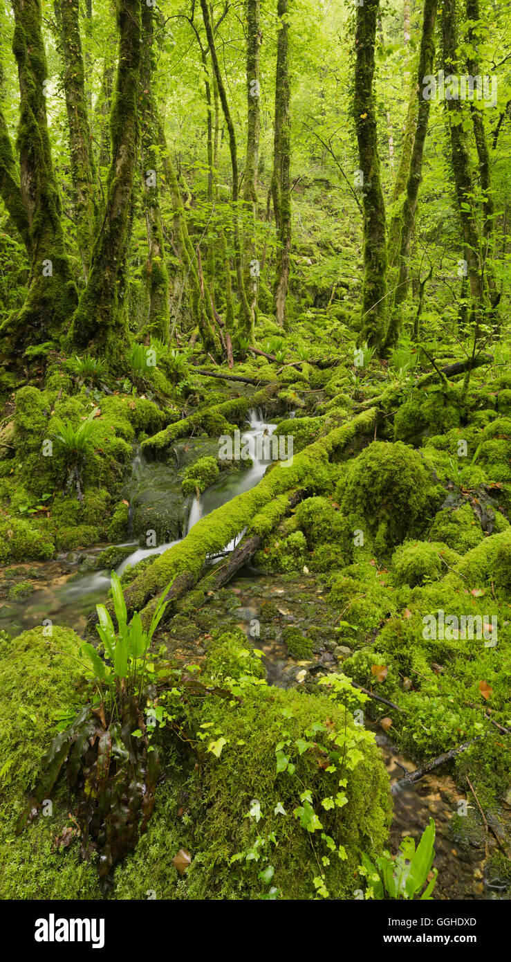 Grünen Wald in der Nähe von Arbois, Jura, Frankreich Stockfoto