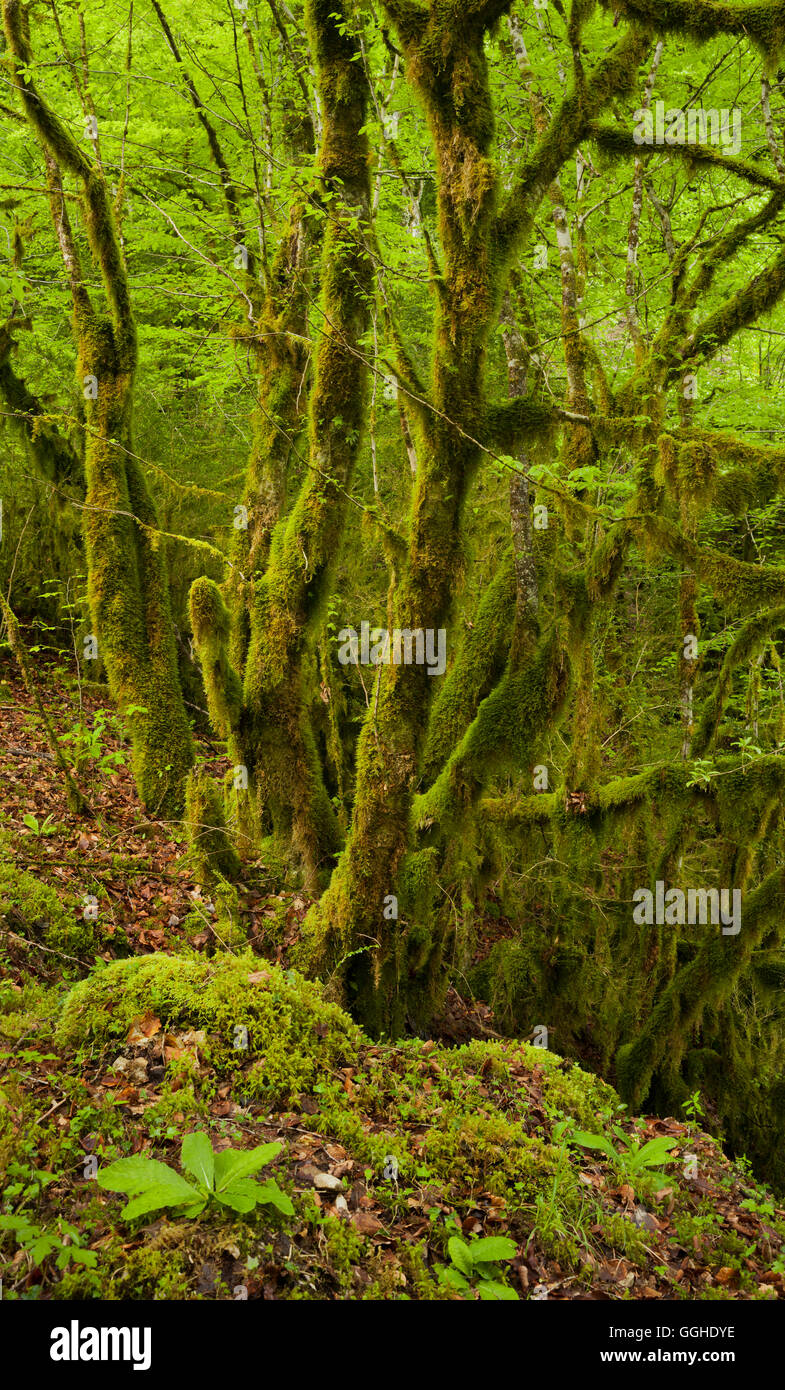 Moos bedeckt Wald, Flumen Valley, Saint-Claude, Jura, Frankreich Stockfoto