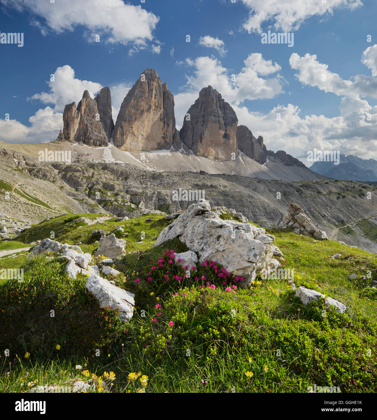 Tre Cime di Lavaredo, Drei Zinnen, Alpenrose, Südtirol, Dolomiten, Italien Stockfoto