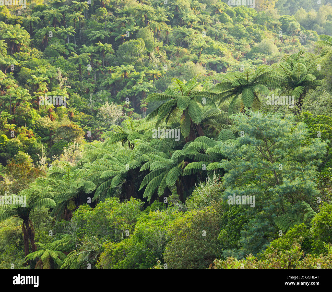 Baumfarne, Regenwald, Rotorua, Bay of Plenty, Nordinsel, Neuseeland Stockfoto