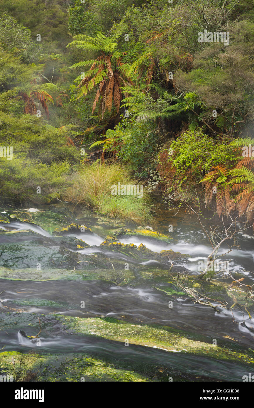 Hot Springs, Waimangu Volcanic Valley, Rotorua, Bay of Plenty, Nordinsel, Neuseeland Stockfoto