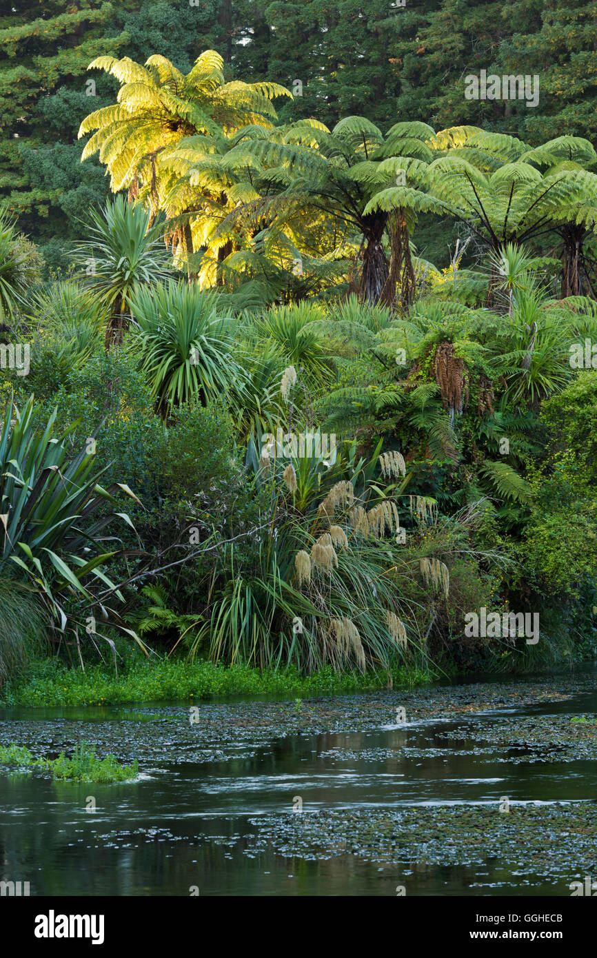 Baumfarne, Hamurana Federn, Rotorua, Bay of Plenty, Nordinsel, Neuseeland Stockfoto