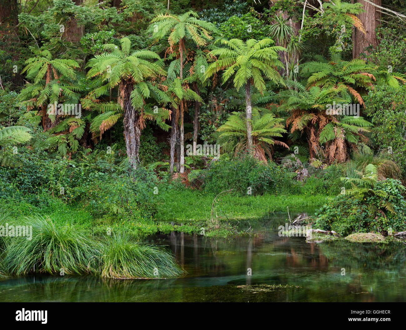 Farne, Hamurana Federn, Rotorua, Bay of Plenty, Nordinsel, Neuseeland Stockfoto