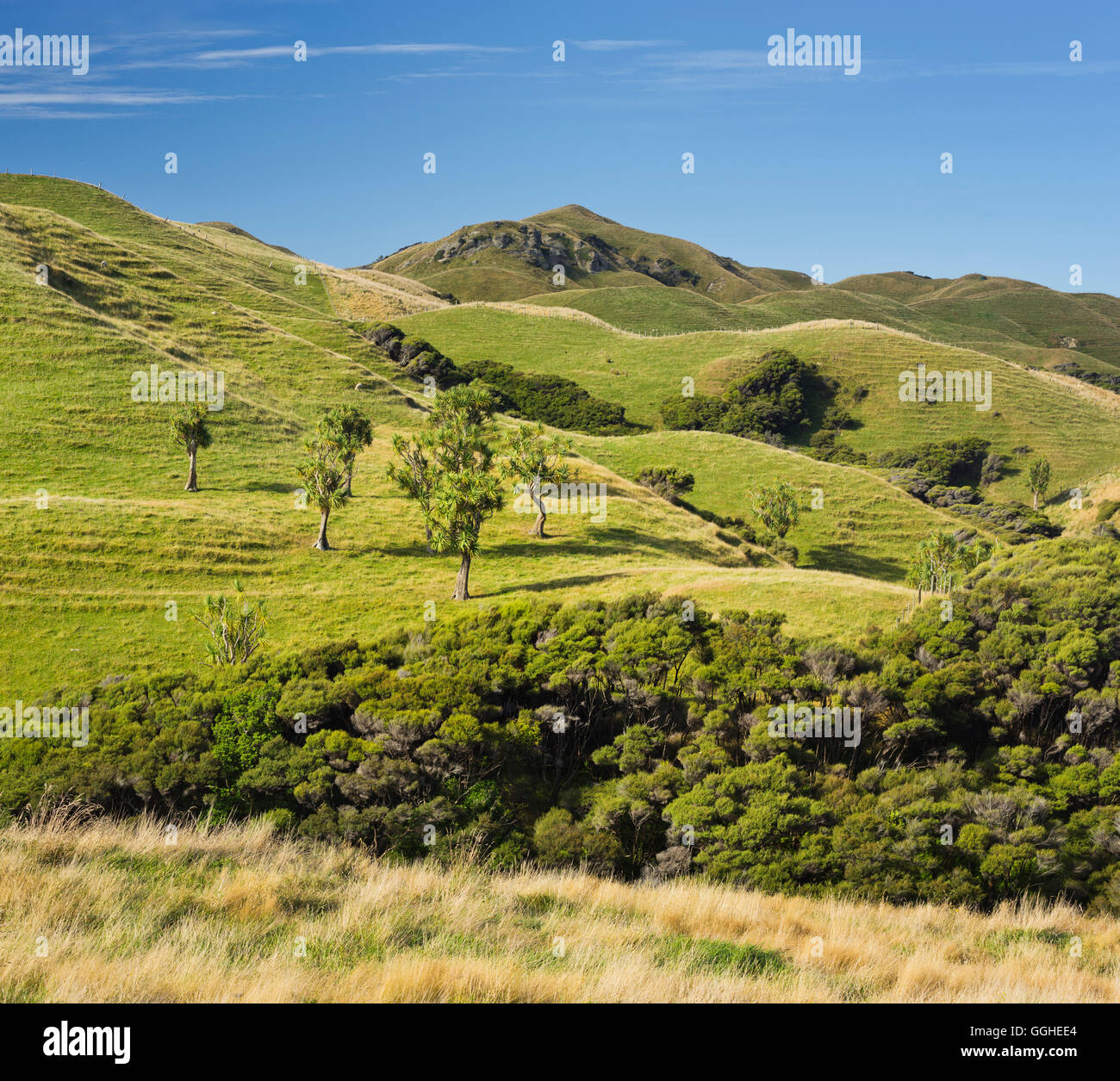 Wharariki, Tasman, Südinsel, Neuseeland Stockfoto