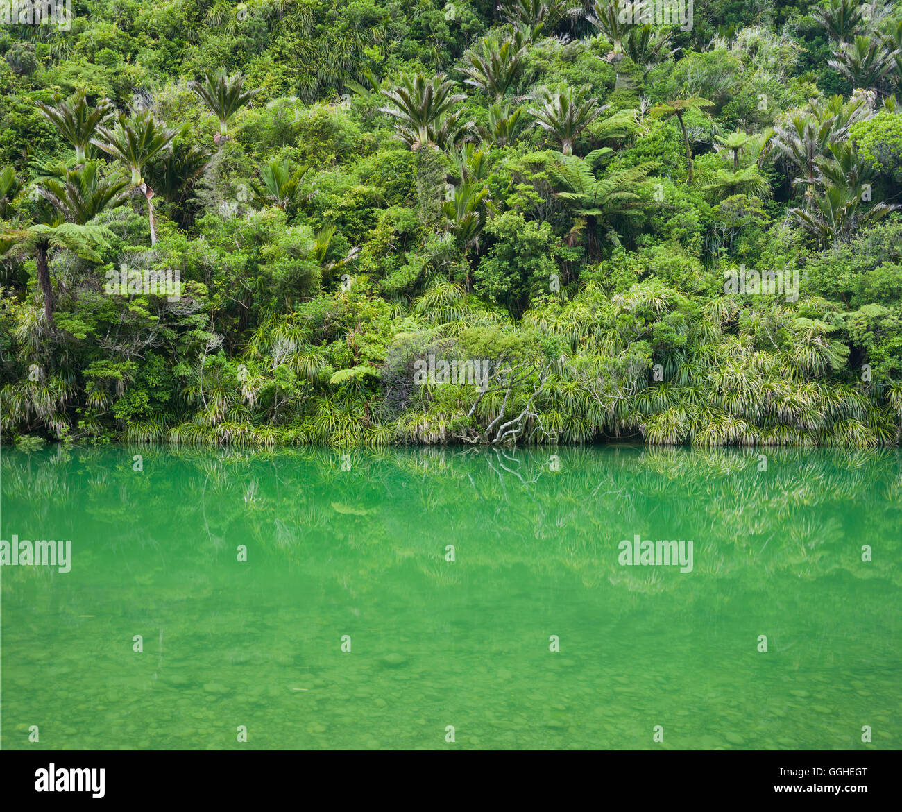 Pororari River, Paparoa National Park, West Coast, Südinsel, Neuseeland Stockfoto