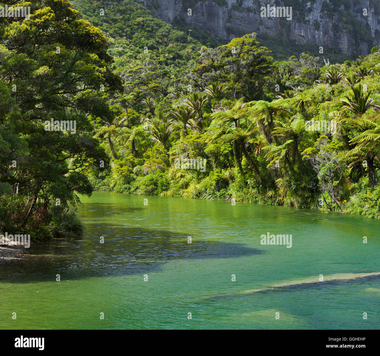 Pororari River, Paparoa National Park, West Coast, Südinsel, Neuseeland Stockfoto