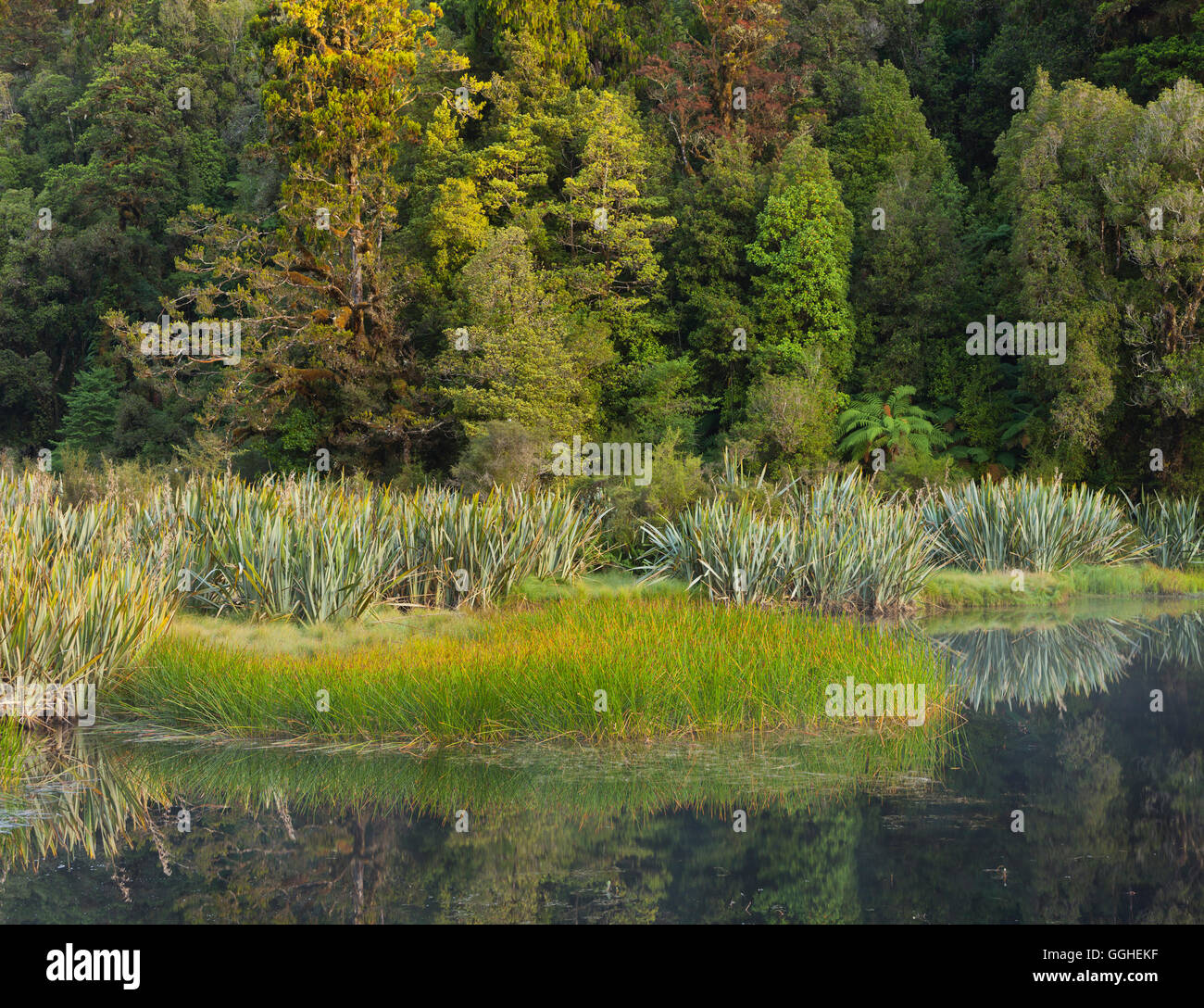 Lake Matheson, West Coast, Südinsel, Neuseeland Stockfoto