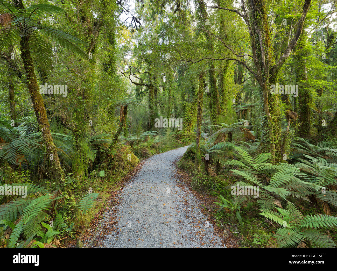 Trail durch den Regenwald, Ship Creek, West Coast, Südinsel, Neuseeland Stockfoto