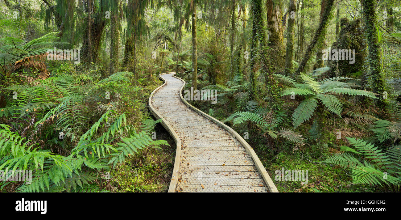Trail durch Regenwald, West Coast, Südinsel, Neuseeland Stockfoto