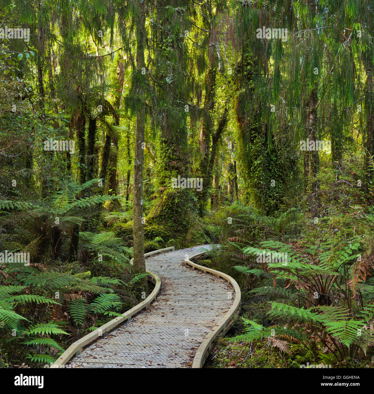 Trail durch Regenwald, West Coast, Südinsel, Neuseeland Stockfoto