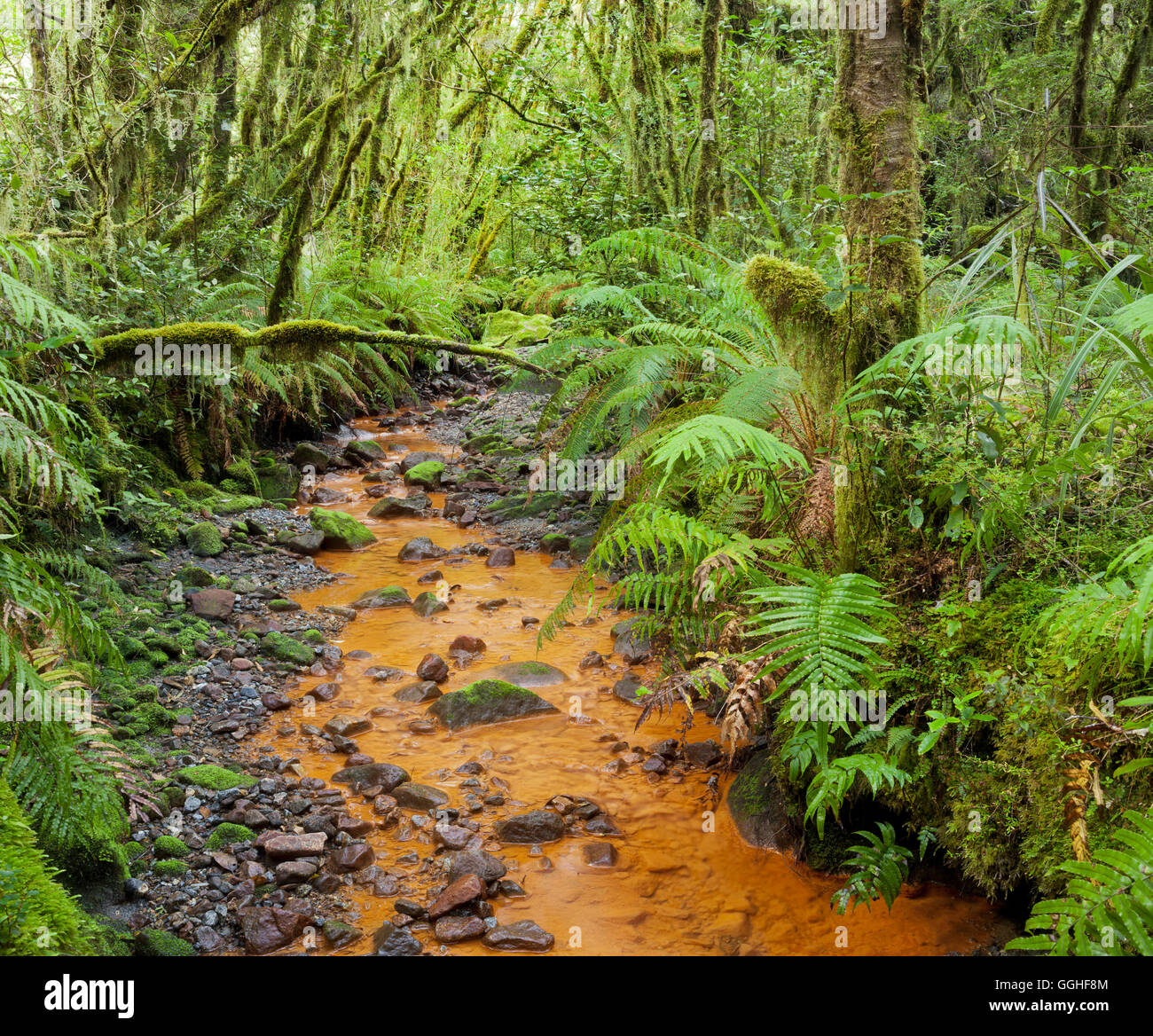 Wald mit Farnen und Stream, Fjordland National Park, Southland, Südinsel, Neuseeland Stockfoto