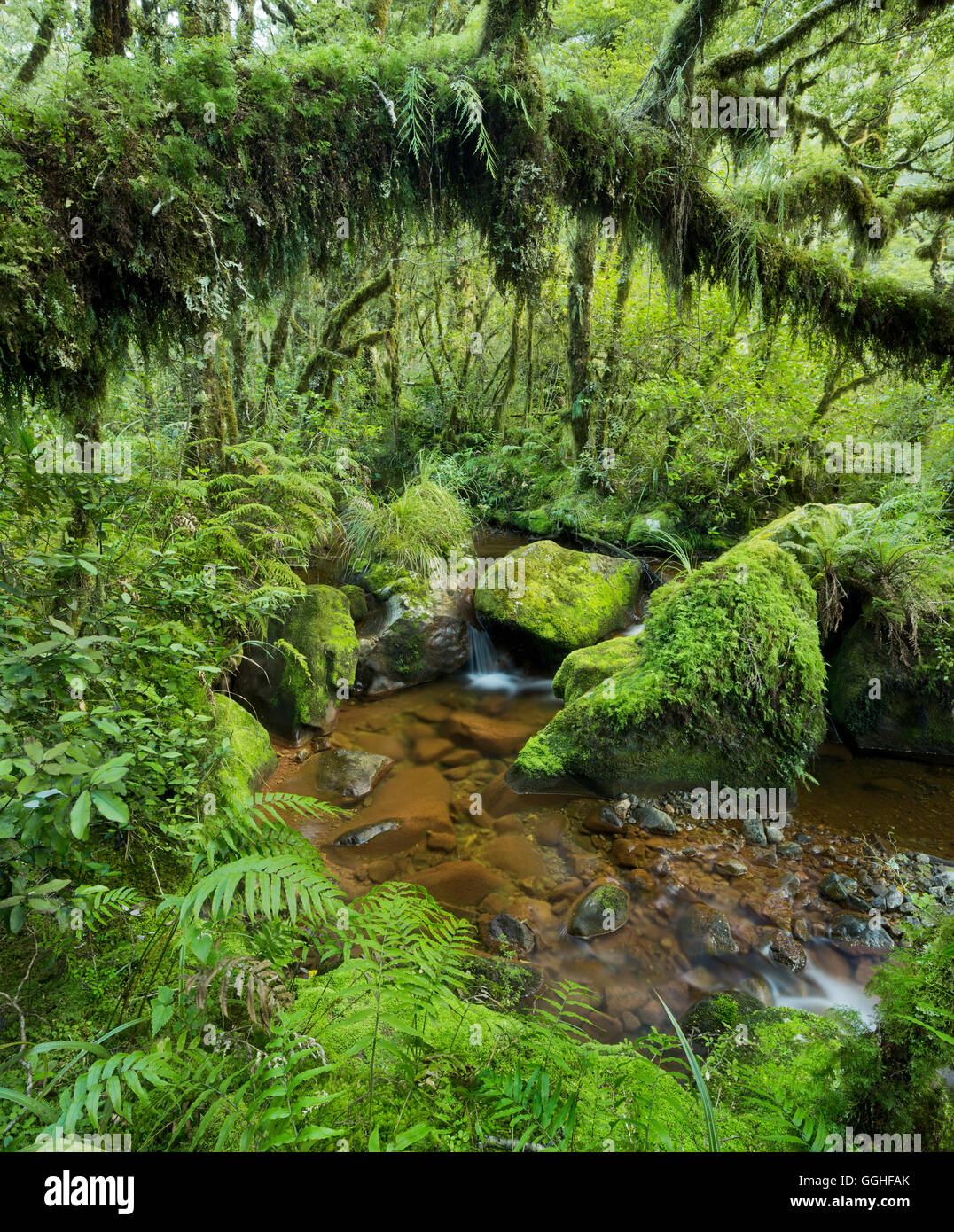 Wald mit Farn, Moos und Stream, Fjordland National Park, Southland, Südinsel, Neuseeland Stockfoto