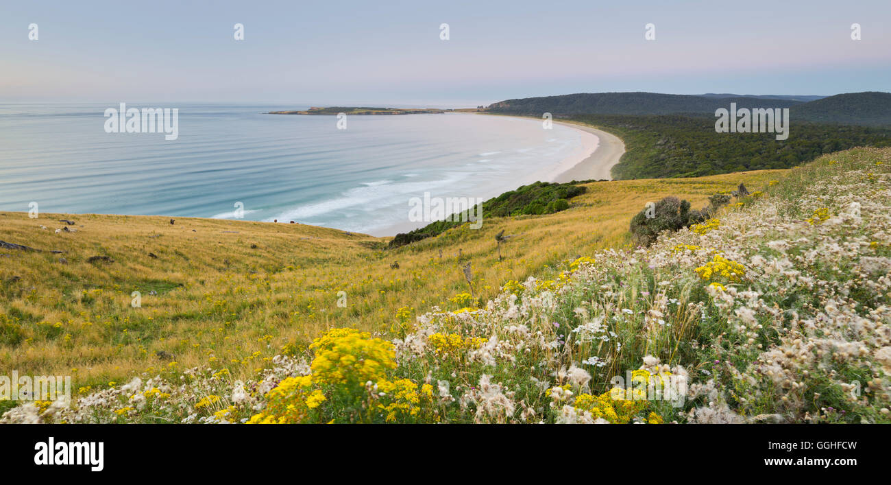 Wiese über Tautuku Bay Beach, Otago, Südinsel, Neuseeland Stockfoto