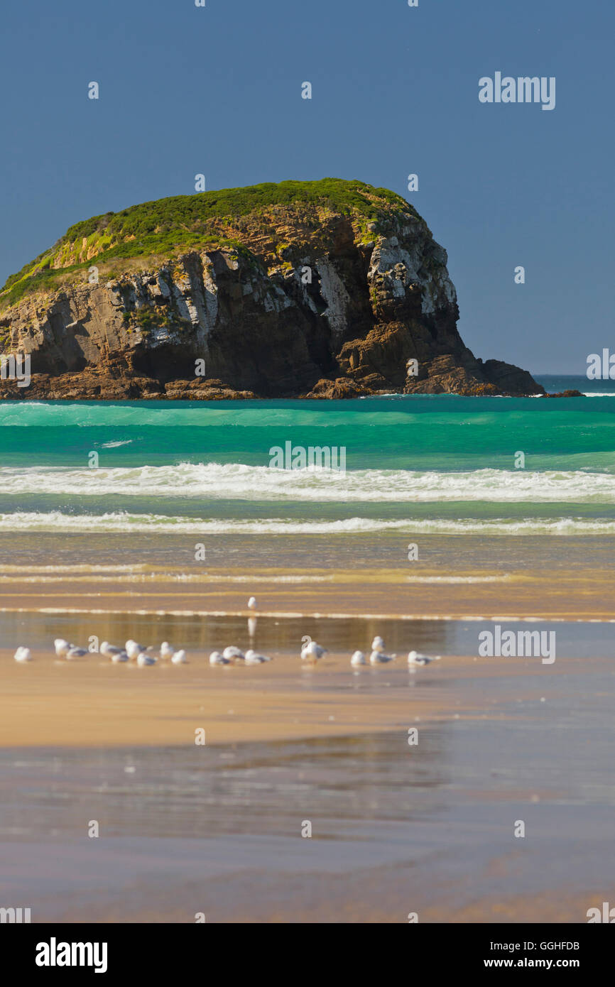 Möwen am Strand, Tautuku Bay, Catlins, Otago, Südinsel, Neuseeland Stockfoto