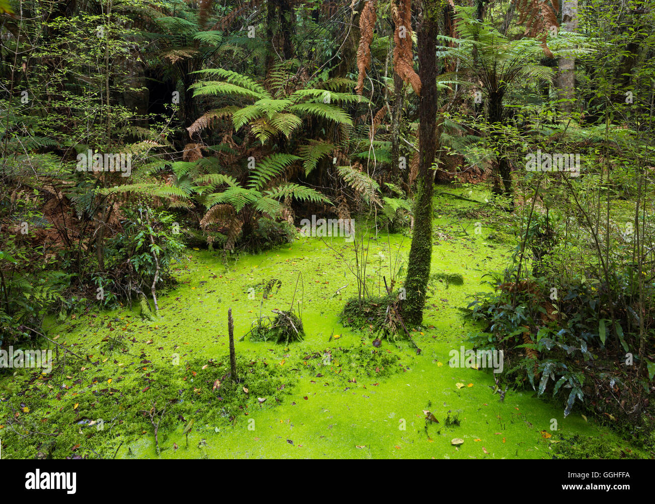 Papatowai Top Track, Wald und Farne, Catlins, Otago, Südinsel, Neuseeland Stockfoto