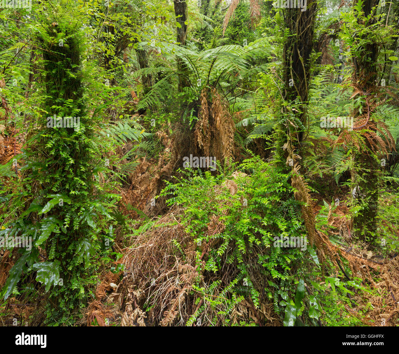 Papatowai Top Track, Wald und Farne, Otago, Südinsel, Neuseeland Stockfoto