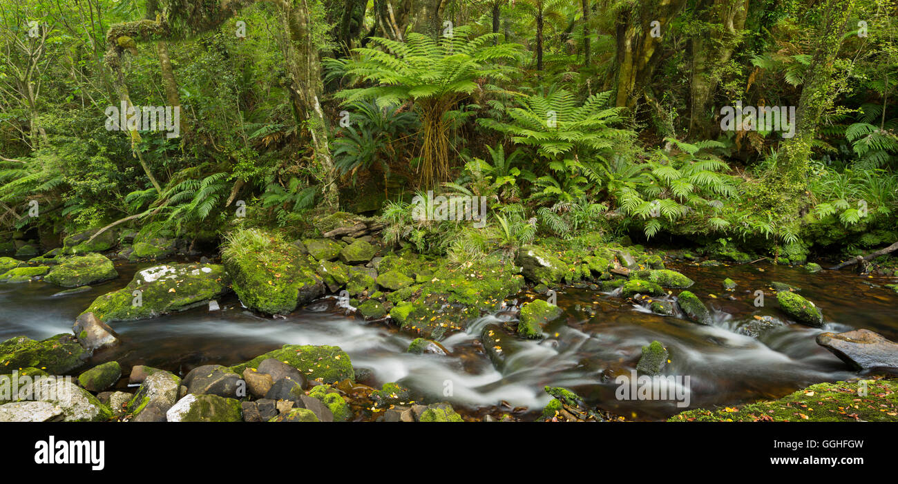 McLean Creek, Catlins, Southland, Südinsel, Neuseeland Stockfoto