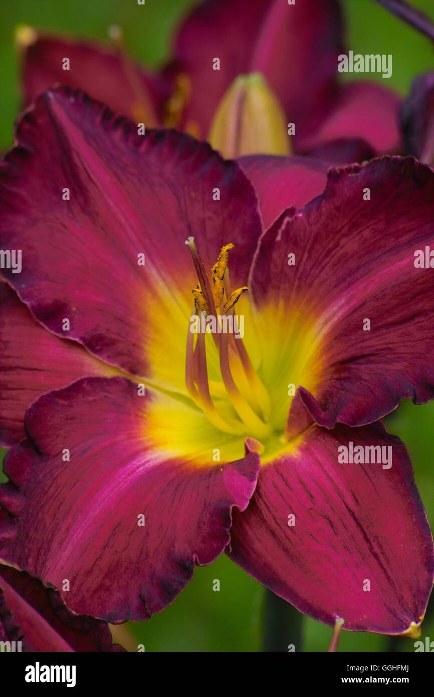 Daylily/taglilie "Bela Lugosi" (hemerocallis Hybride) niedriger, Blume, Fotos, Bilder, Bild, rote Blume, dunkel Rot, Dunkelrot, Stockfoto