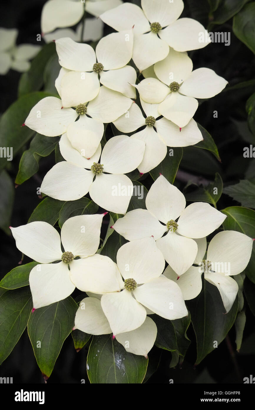 Hartriegel, "Milky Way" Baum Kousa Hartriegel (Cornus Kousa var. Chinensis) Stockfoto