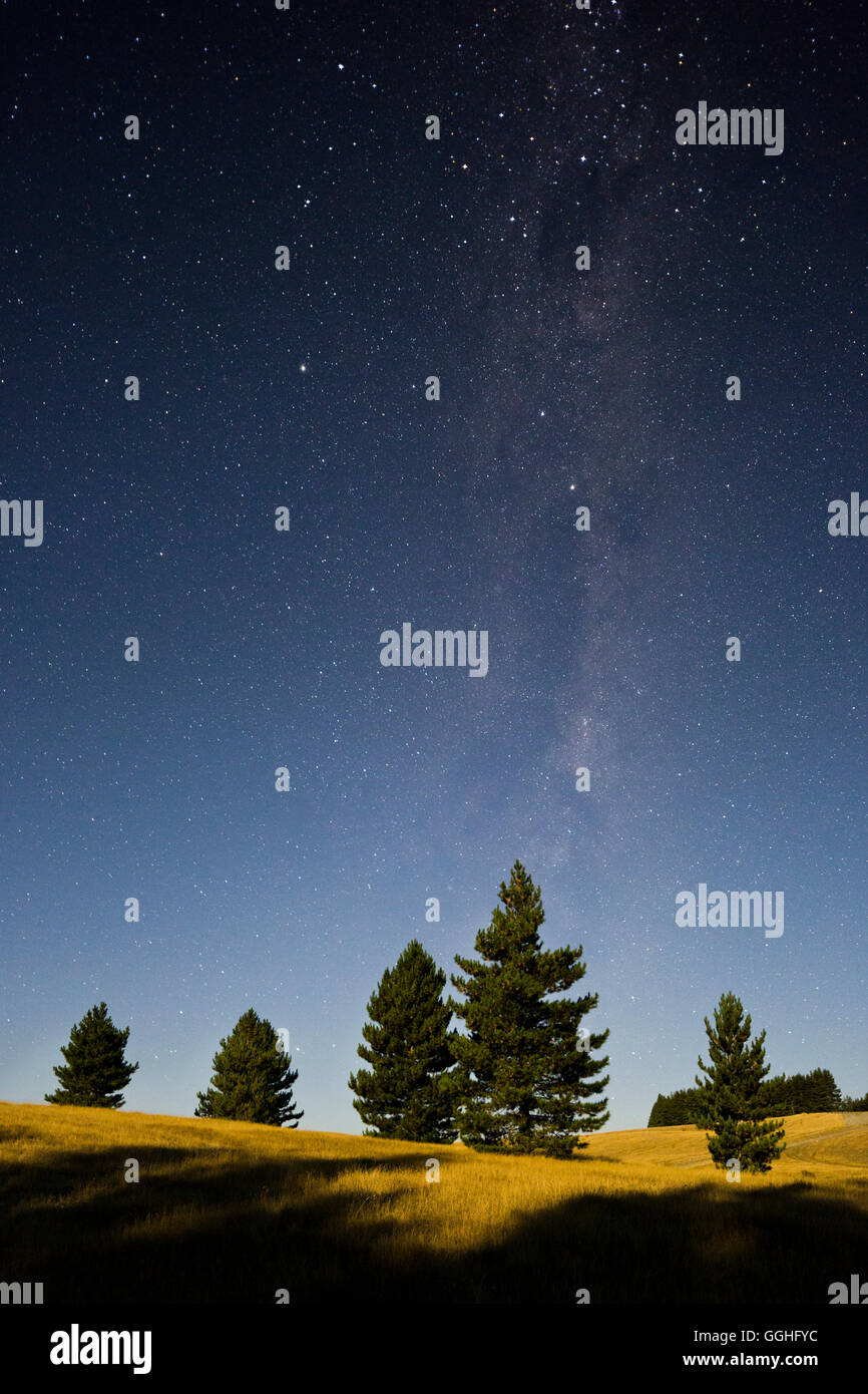 Bäume im Mondschein, Sternenhimmel, Otago, Südinsel, Neuseeland Stockfoto