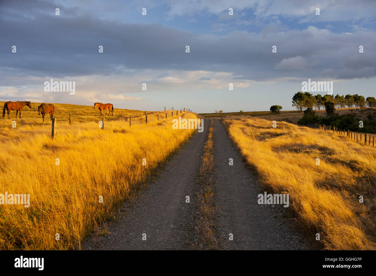 Pferde am Abend Sonne, Feldweg, Manawatu-Wanganui, Nordinsel, Neuseeland Stockfoto
