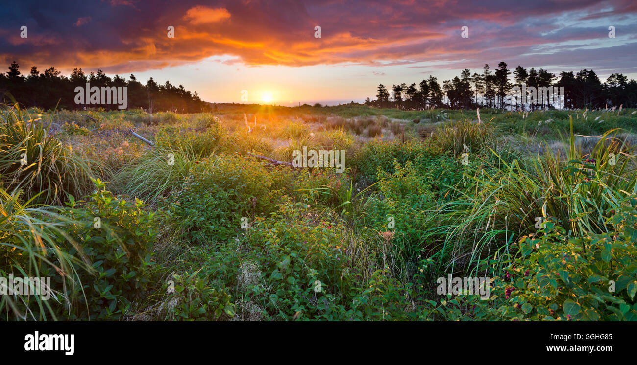 Sonnenuntergang über eine Wiese, Manawatu-Wanganui, Nordinsel, Neuseeland Stockfoto