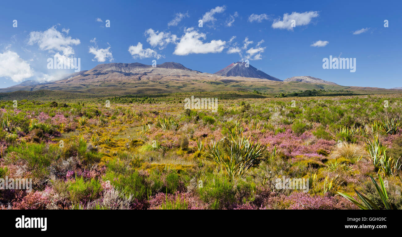 Blühende Heide (Ericaceae), Mount Ngauruhoe, Tongariro Nationalpark, Manawatu-Manganui, Nordinsel, Neuseeland Stockfoto