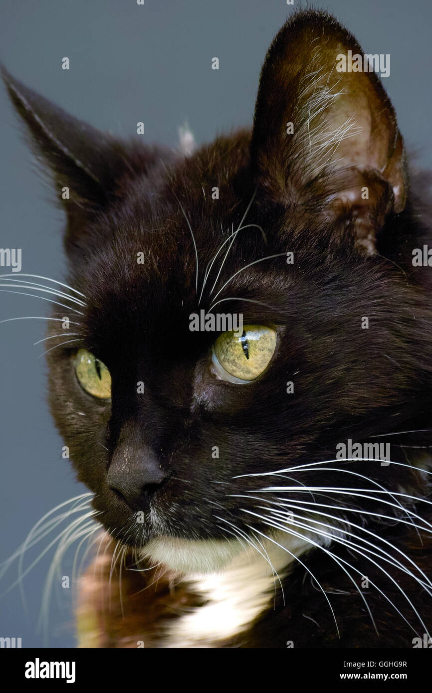 Weiße Katze mit grünen Augen und weißen Bart Schnurrbart Schwarz / Schwarz-Weiße Katze Mit Grünen Augen Und Weißem Schnurrbart Stockfoto