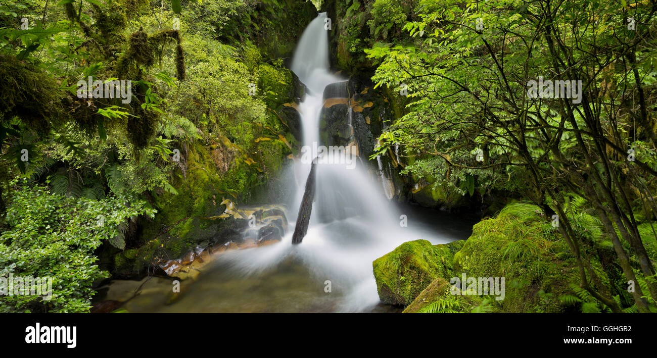Whirinaki fällt, Whirinaki Forest Park, Bay of Plenty, Nordinsel, Neuseeland Stockfoto