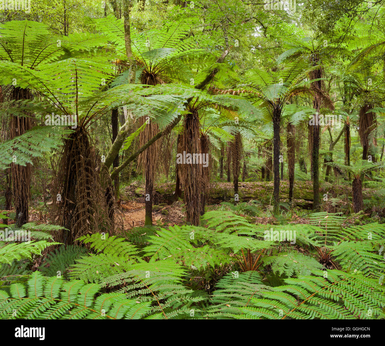Farne, Whirinaki Forest Park, Bay of Plenty, Nordinsel, Neuseeland Stockfoto