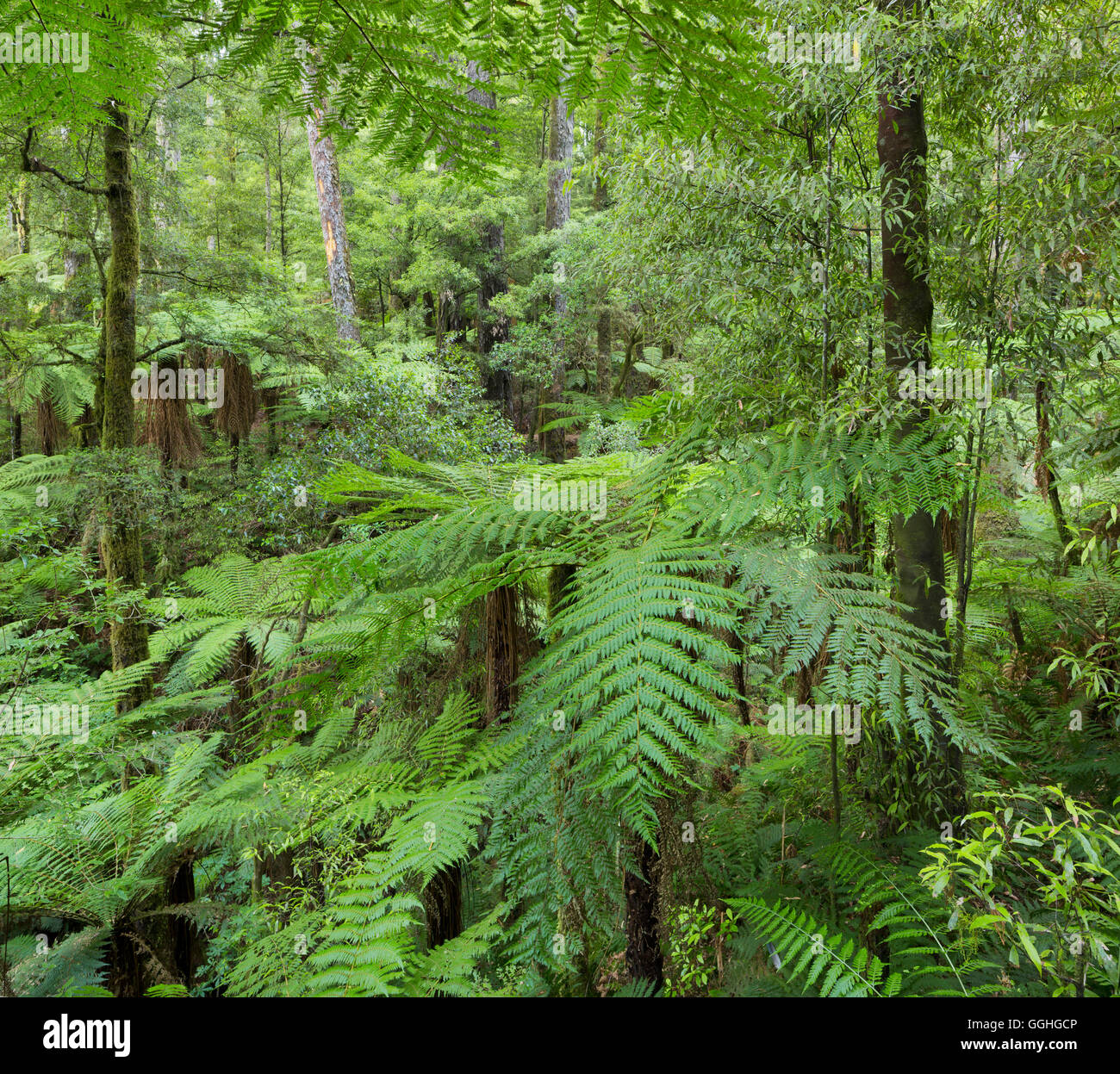 Farne, Whirinaki Forest Park, Bay of Plenty, Nordinsel, Neuseeland Stockfoto
