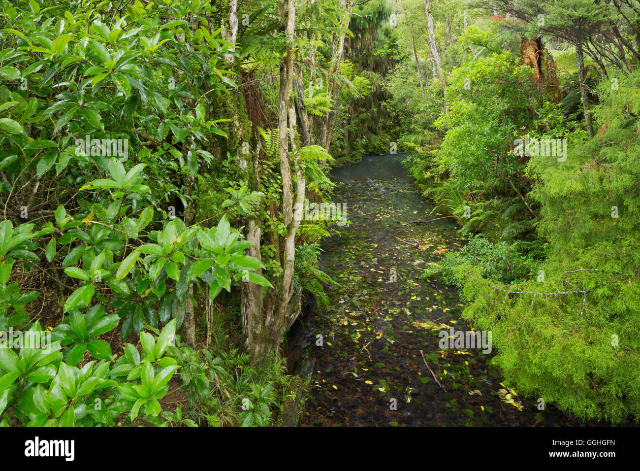 Woodland, Auckland Sentennial Park, Piha, Nordinsel, Neuseeland Stockfoto