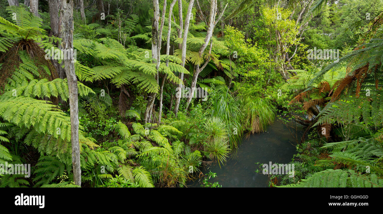 Farne, Auckland Sentennial Park, Piha, Nordinsel, Neuseeland Stockfoto