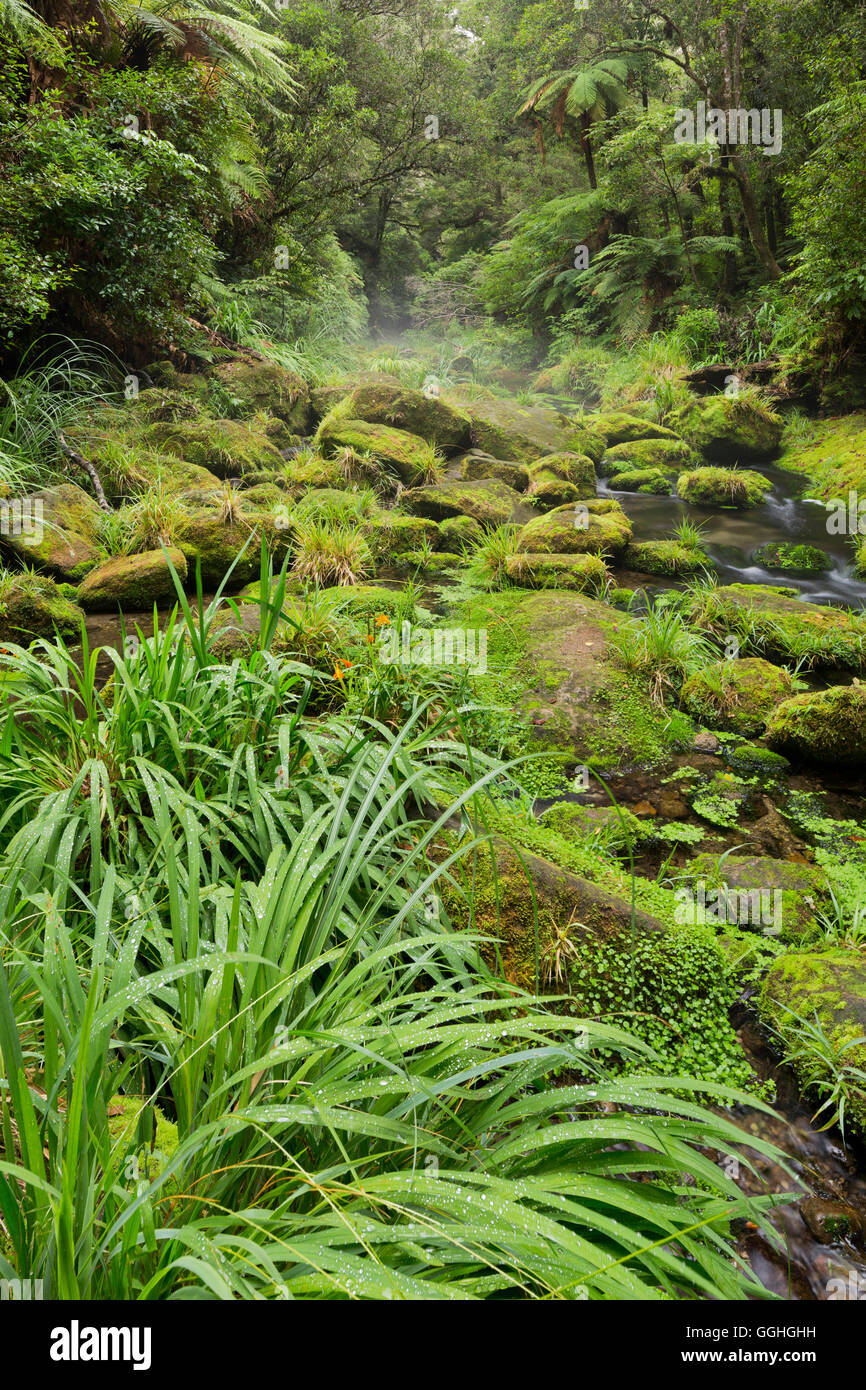 Regenwald, Omanawa Schlucht, Bay of Plenty, Nordinsel, Neuseeland Stockfoto