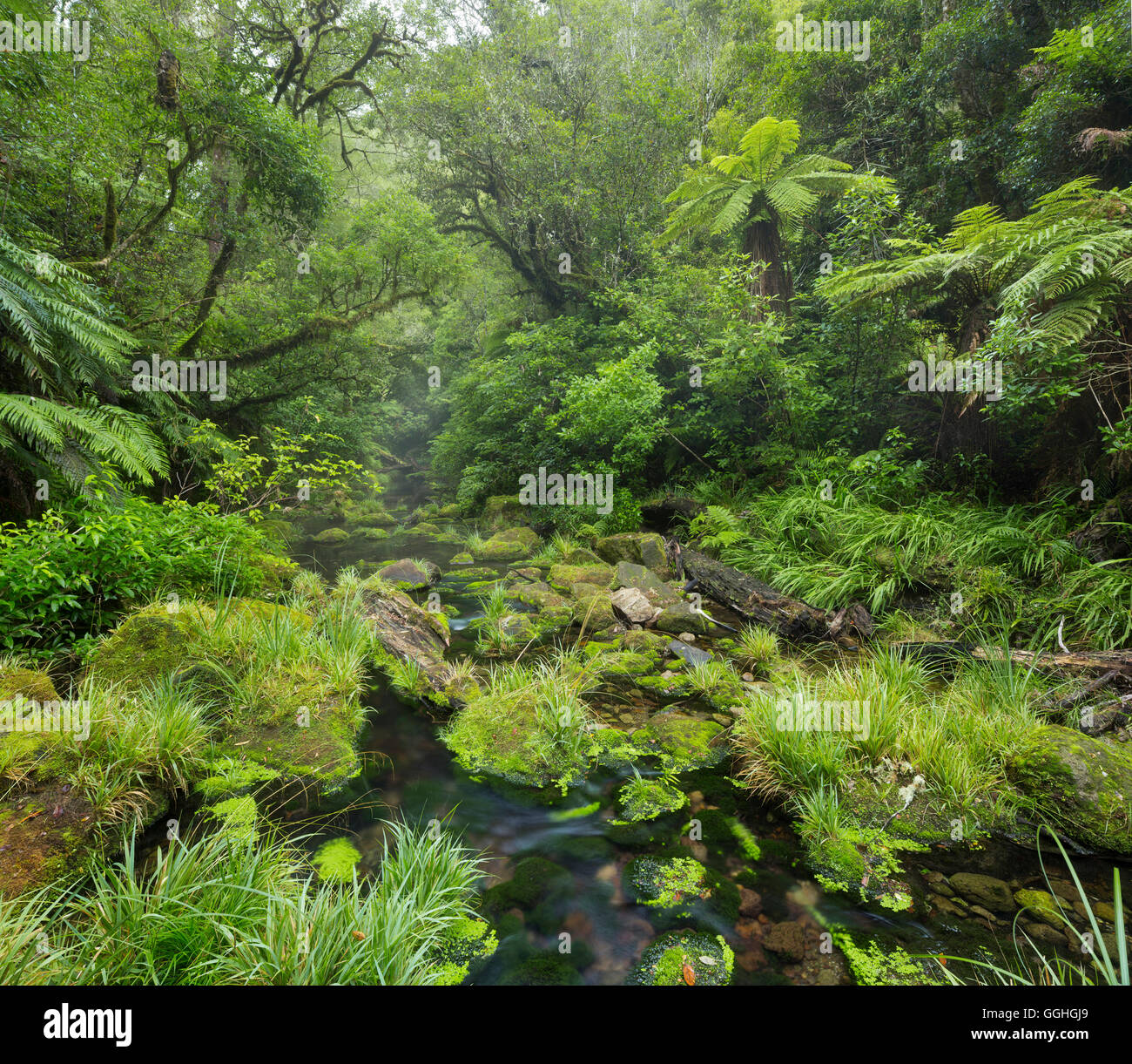 Regenwald, Omanawa Schlucht, Bay of Plenty, Nordinsel, Neuseeland Stockfoto