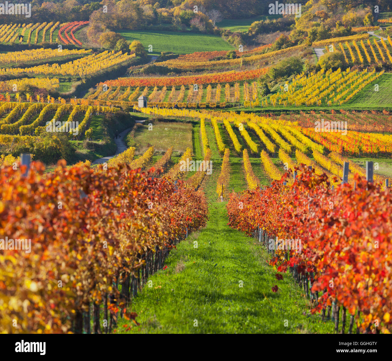 Herbstliche Reben, Weinberge, Baden bei Wien, südlichen Wiener Becken