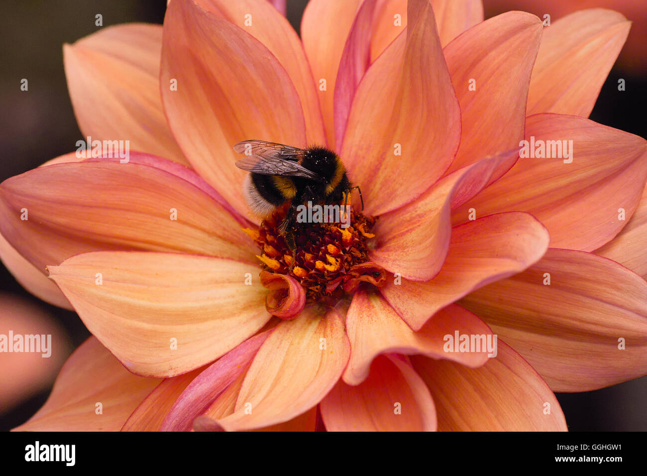 Pfingstrose Dahlie / Peonienblaue Dahlie 'Classic Poème' (Dahlia Hybrid), Aprikose, Hummel, Rosa-rosa Stockfoto