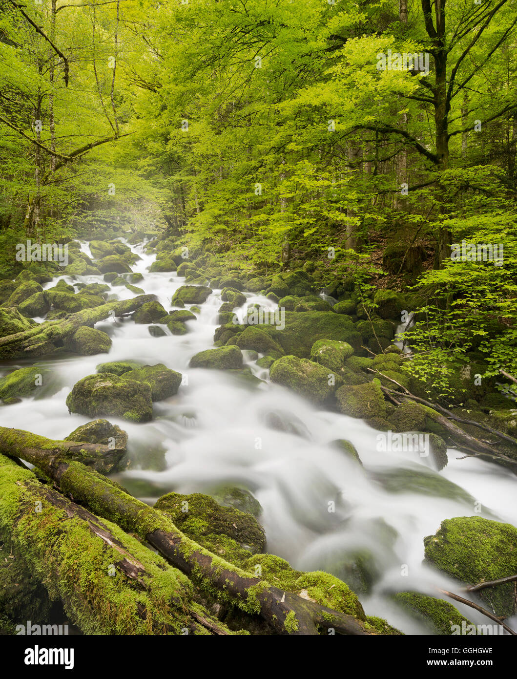 Moos bedeckt Steinen, Fluss Orbe, Vallorbe, Waadt, Schweiz Stockfoto