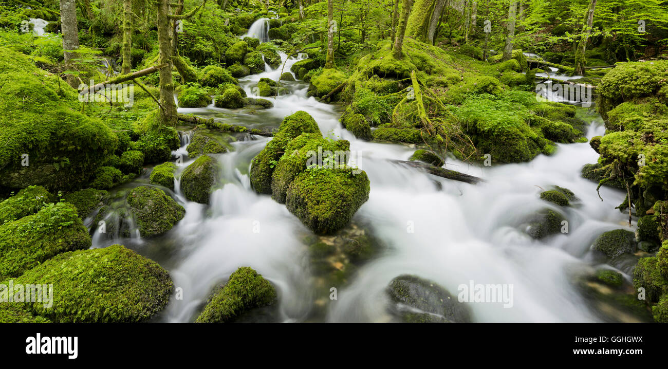 Moos bedeckt Steinen, Fluss Orbe, Vallorbe, Waadt, Schweiz Stockfoto