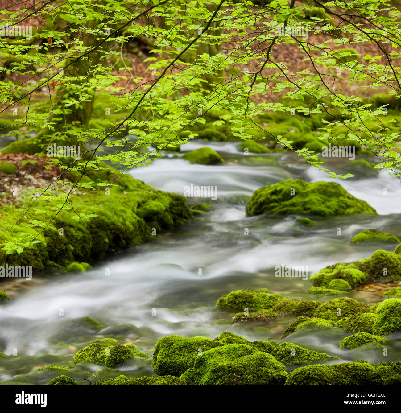 Buche und Moos bedeckt Steinen, Nebenfluss des Flusses Orbe, Vallorbe, Waadt, Schweiz Stockfoto